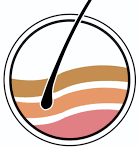 Cropped Logo Plus Derma Cusco.png